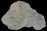 Pennsylvanian Fossil Fern (Neuropteris?) Plate - Kentucky #181375-1